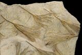 Plate Of Ordovician Crinoid Fossils - Marzane, Morocco #171273-3